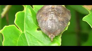 ICFRE TFRI, Jabalpur Documentary Film