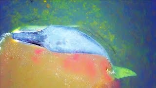 Спасли Кита на Шантарских Островах Спасли Кита на Шантарских Островах