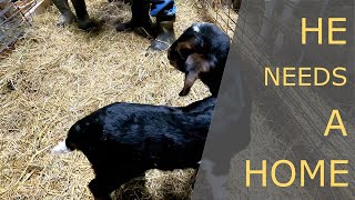 Big Problems On The Goat Pens! #goats #farm #fugatefarms