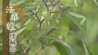 【靜思妙蓮華】法華經信解品 - 精勤修道 造福修慧 - 20210504 第795集