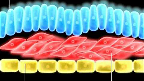 Formation of germ layers