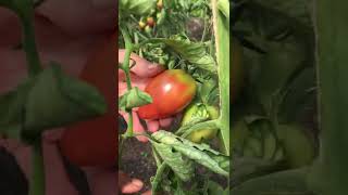 Ossenhart Tomaten Hoe Oogst Je Ossenhart Tomaten?