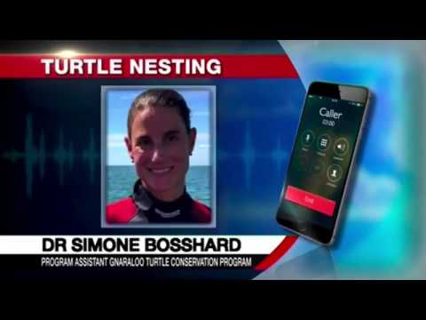 video phone beyonce mp3 Western Australian Loggerhead Turtles GWN7 News 10/04/2018