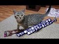 ブラシ嫌いな猫でもとりこになる魔法のブラシはこちらです。