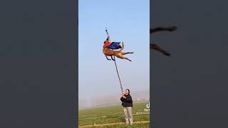 German sephard as a Superman | Flying german sephard