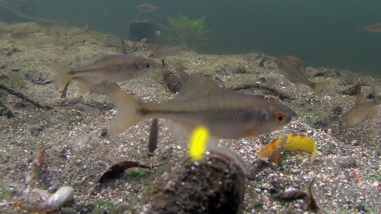 Niezwykła ryba polskich wód 4K. Obcy (Alien) w Polsce. Różanka.