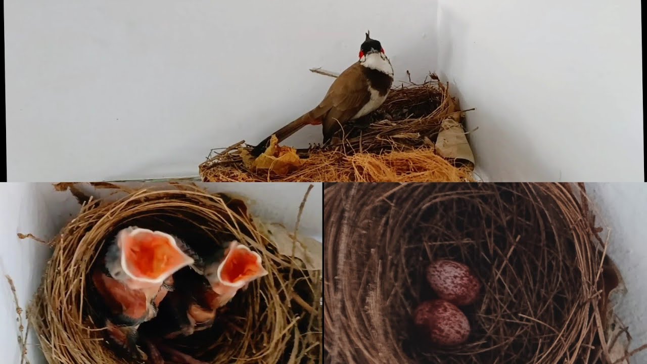 Bulbul bird nest making to leaving YouTube