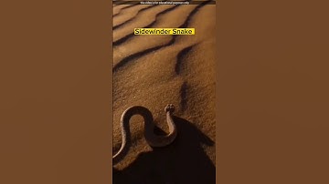 Sidewinder Snake 🐍 | Factz99 #shorts #facts #sidewinder