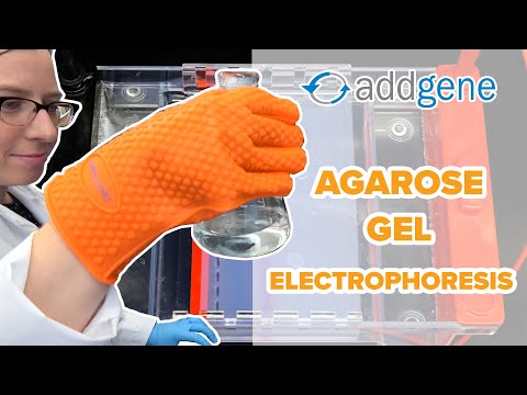 Video: Izmantojot agarozes gēla elektroforēzi?