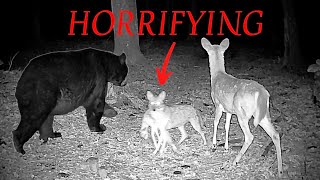 The Greatest Trail Camera Videos Best Of 2025