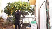 夏みかんの剪定方法を解説します Pruning Of Summer Oranges Youtube 夏みかんの剪定方法を解説します Pruning Of Summer Oranges Youtube