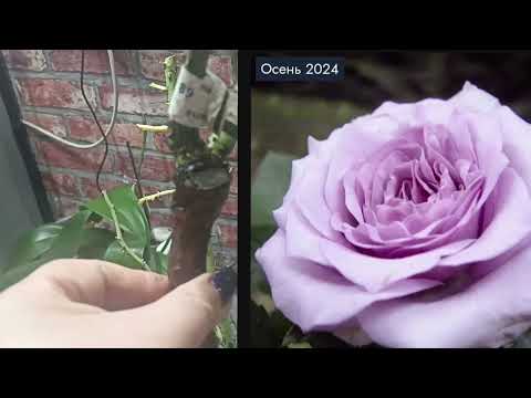 590.#🌹Аромат роз🌹Распаковочка. Шикарные сорта+ подарки🌹🌹🌹