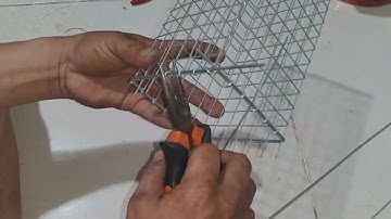 Cách làm bẩy chuột cống nhum không sài kẻm bao nhạy