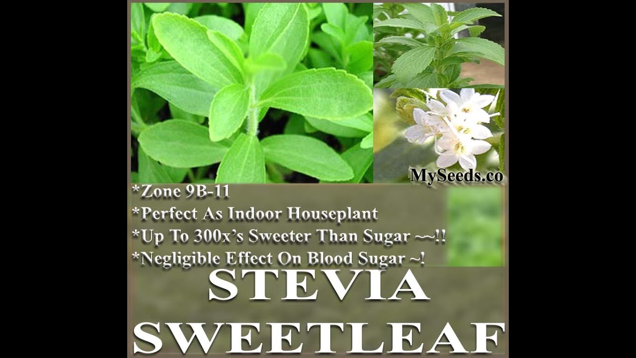 STEVIA REBAUDIANA HERB SEEDS SUGAR LEAF, SWEET LEAF, HERB Seeds by www.MySeeds.Co YouTube