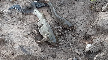 Câu cá/trúng ngây ổ cá chốt giật sướng tay