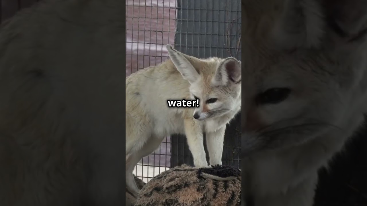 5 Fun Facts About Fennec Foxes!