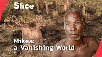 The Endangered World of the Mikea: The Last Forest People of Madagascar | SLICE