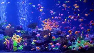 Aquarium Videos For Relaxation | Aquarium Video No Music | Aquarium Video Fish