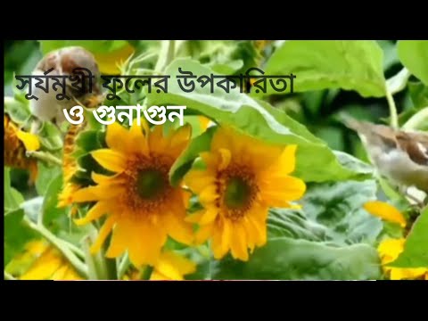 ভিডিও: মটর পোরিজের উপকারিতা এবং ক্ষয়ক্ষতি