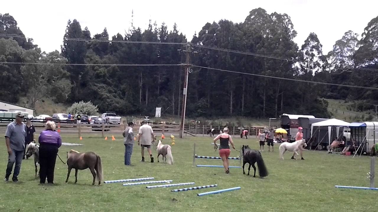 Horses a and p show rotorua YouTube