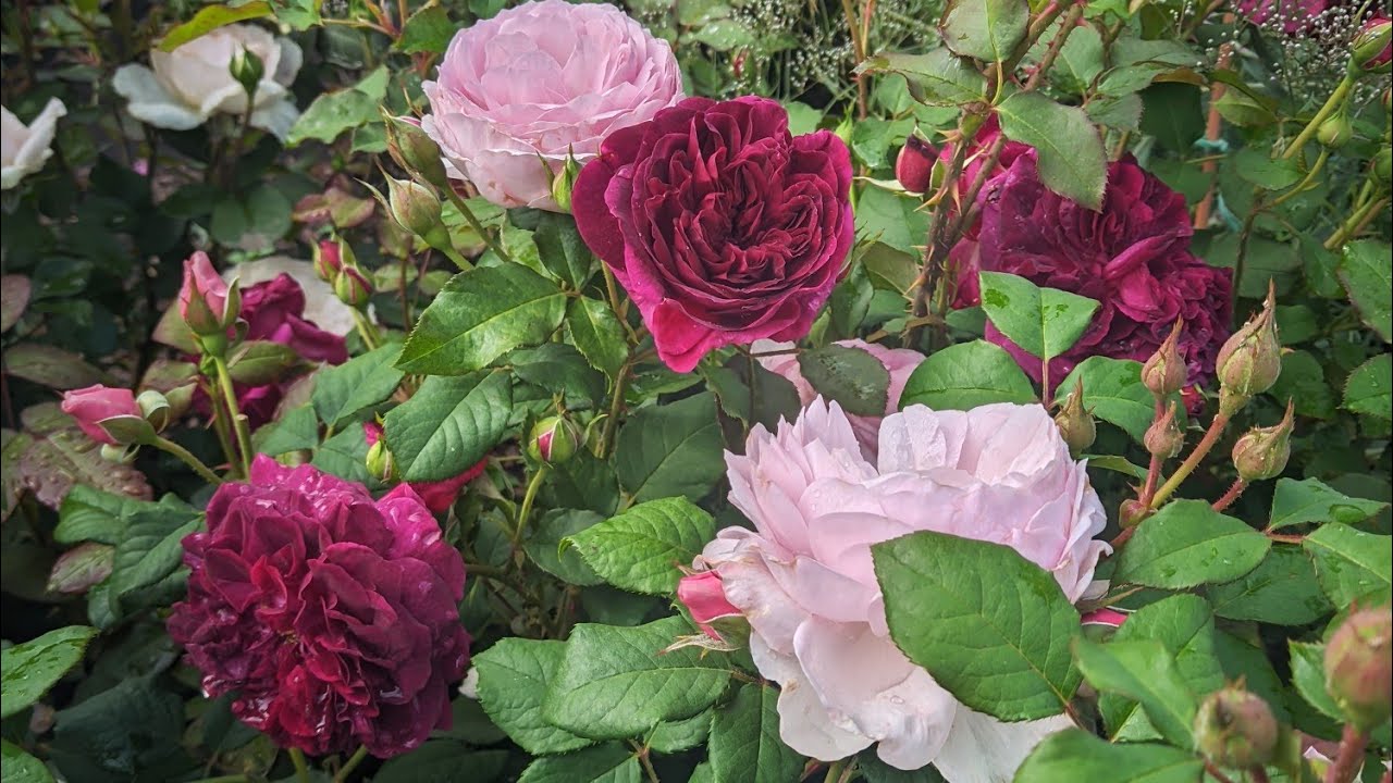 30 июня 🌹🌹🌹, благодарные  розы