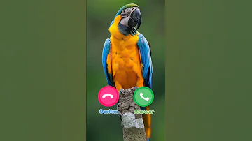 Ringtone Smartphone Music Ringtones 