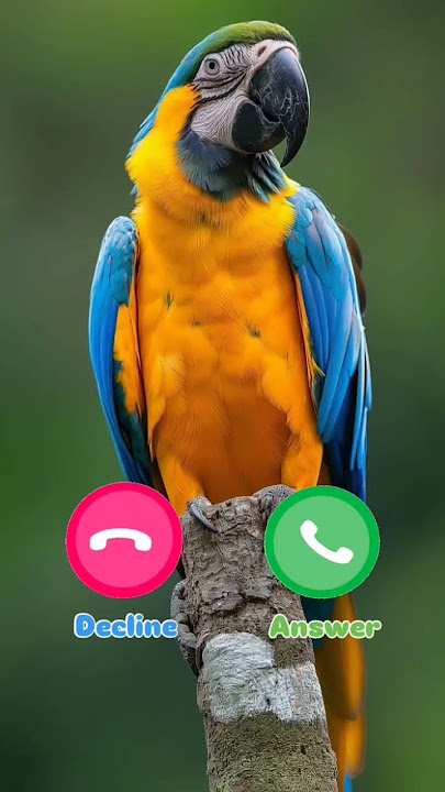 #ringtone #smartphone #music #ringtones