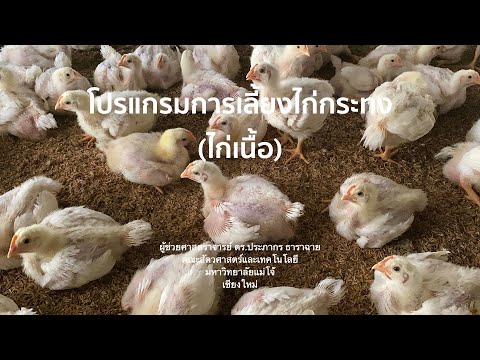 346 โปรแกรมการเลี้ยงไก่กระทง | การเลี้ยงไก่เนื้อ | การเลี้ยงไก่กระทง | การผลิตสัตว์ปีก