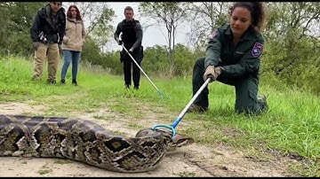 TERRIFYING PYTHON ATTACK on Family’s Golden Retriever! (Unbelievable Rescue Caught on Camera)