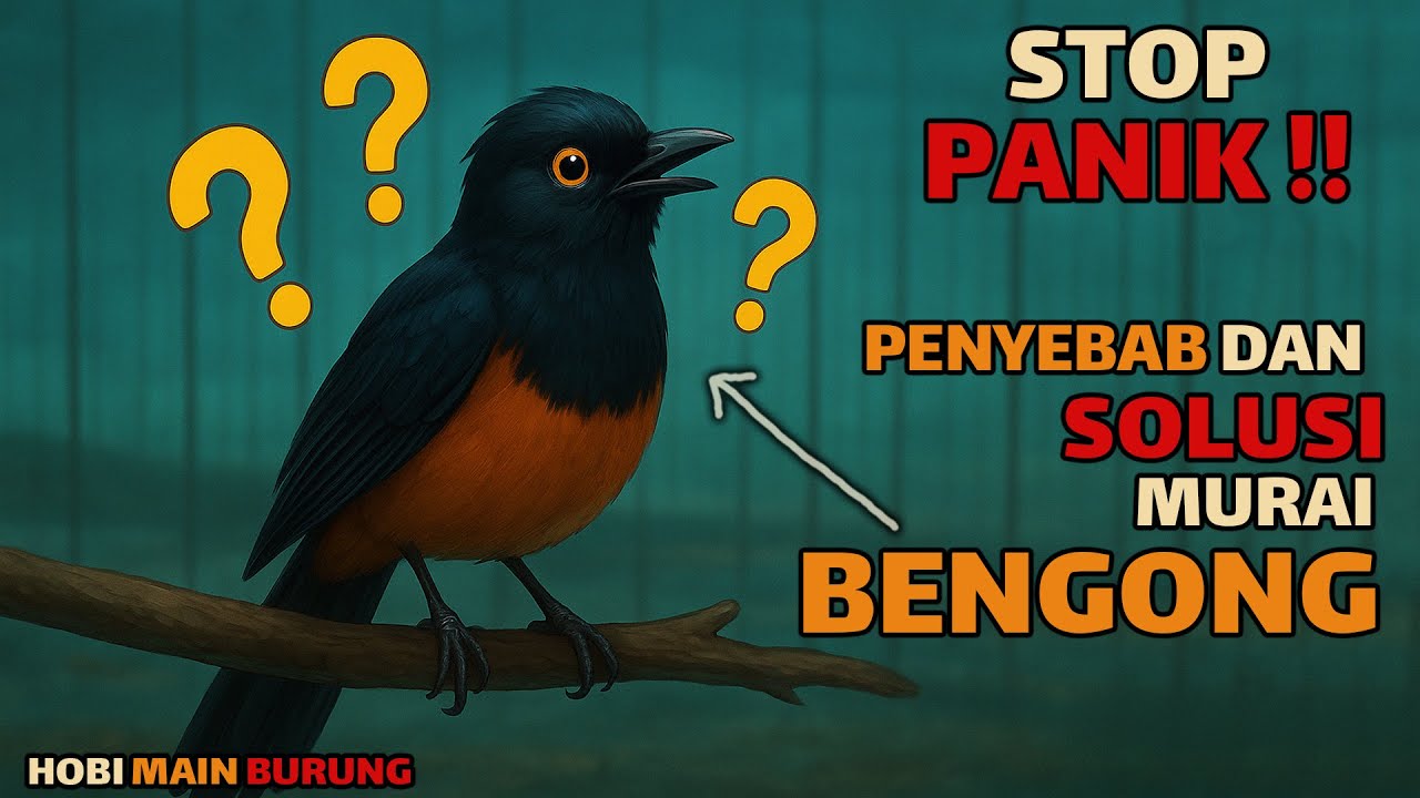 Murai Bengong? Jangan Panik! Ini Penyebab , Solusi & Rawatannya !