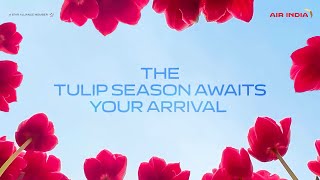 The Tulip Season Awaits Your Arrival | Air India
