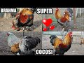 Super cocoși BRAHMA - Prezentarea păsărilor afară - Crescătoria lui Cosmin