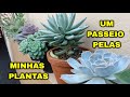 TOUR PELO MEU JARDIM DE CACTOS E SUCULENTAS