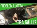 PROBLEMA: UNIRE DUE GRUPPI DI GALLINE | PERICOLO LOTTA GALLIðŸ“ðŸ“ðŸ“