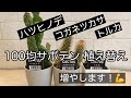 100均サボテン植え替えます！増やします！ハツヒノデ、コガネツカサ、トルカ