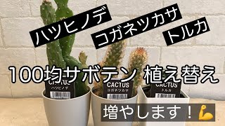 100均サボテン植え替えます！増やします！ハツヒノデ、コガネツカサ、トルカ