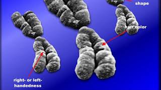 Animation About Genes And Loci