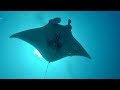 TIGER Shark EATS Manta Ray