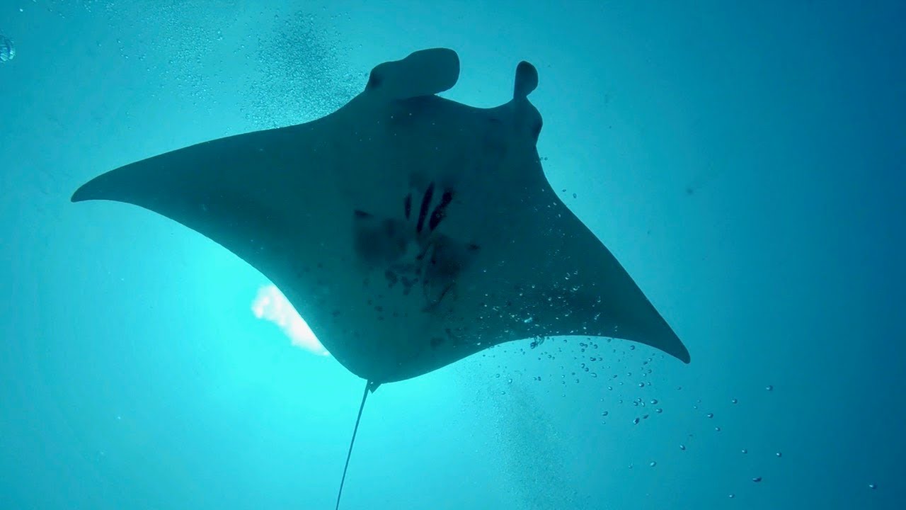 TIGER Shark EATS Manta Ray