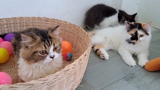 The kittens enjoy watching lingling the bunny showing off her cuteness