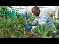 Transforming Guyana, Episode IX: Guyana’s Agricultural Sector and the emerging Oil & Gas economy
