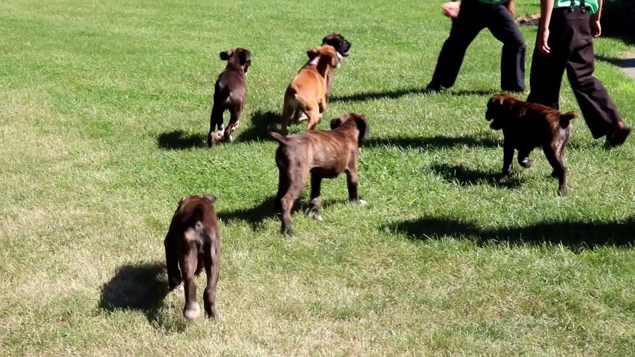 Boxer Puppies for Sale - YouTube