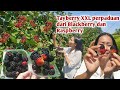 Panen Buah Tayberry Sangat Jumbo ,Buah Perpaduan Dari Blackberry Dan Raspberry Rasanya Lebih Enak