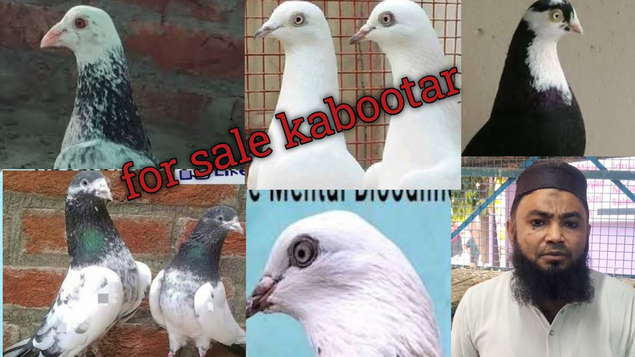 Punjabi madrasi rampuri kabutar | mohsin bhai kabutar wale | 