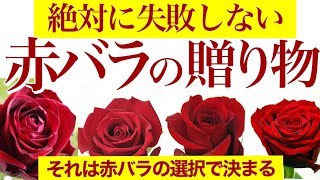【あなたは本物の赤バラをしっているか！】プレゼントに最適な赤バラはこれだ！人気の赤バラ4種類を比較検証！赤薔薇