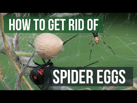 How to Get Rid of Spider Eggs (4 Easy Steps)