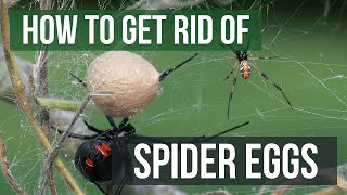 How to Get Rid of Spider Eggs (4 Easy Steps)