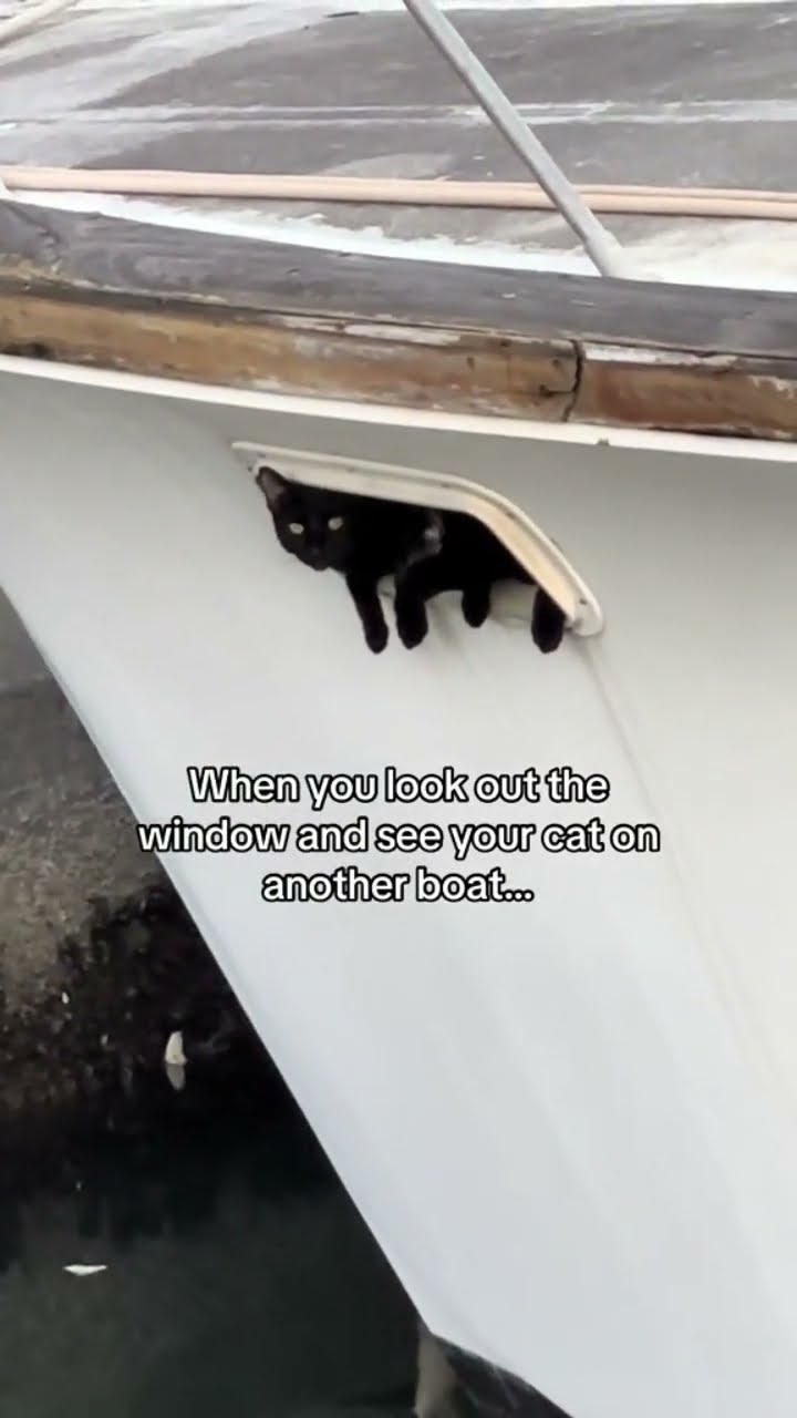 Kittyo on a whole other boat like boss bro