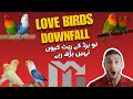 Lovebirds Downfall in Pakistan | Market Update |ریٹ کیوں کم ہو گئے؟ | #birdsmarketpakistan#flyfactz