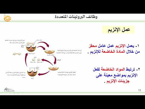 فيديو: وظائف البروتين وهيكله